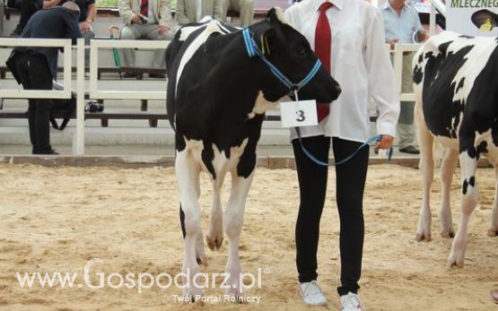 Wystawa bydła Sielinko 2011
