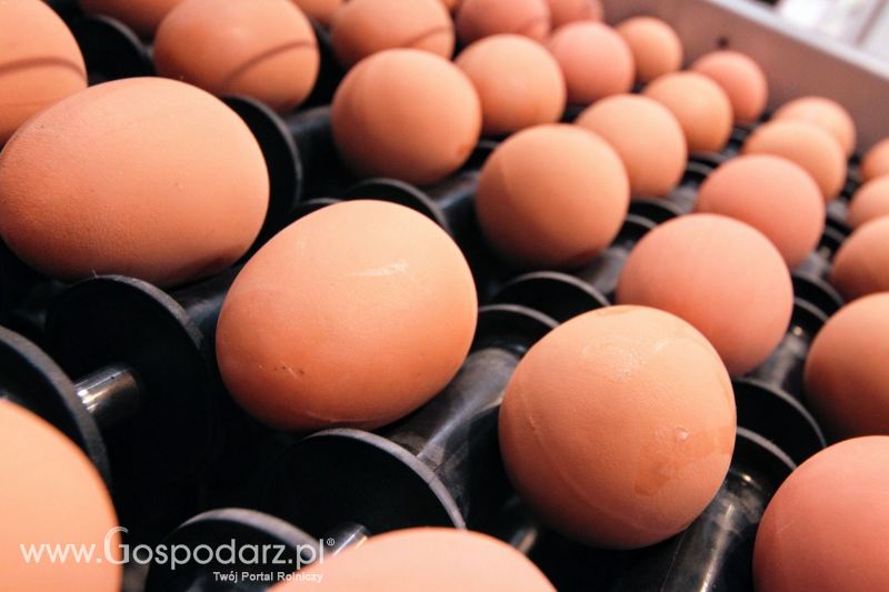 Ferma 2019 dzień 2