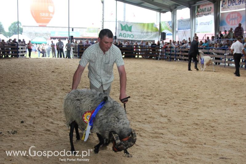 Regionalna Wystawa Zwierząt Hodowlanych i Dni z Doradztwem Rolniczym w Szepietowie-niedziela