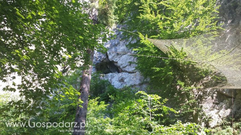 Precyzyjni Gospodarze w Czechach