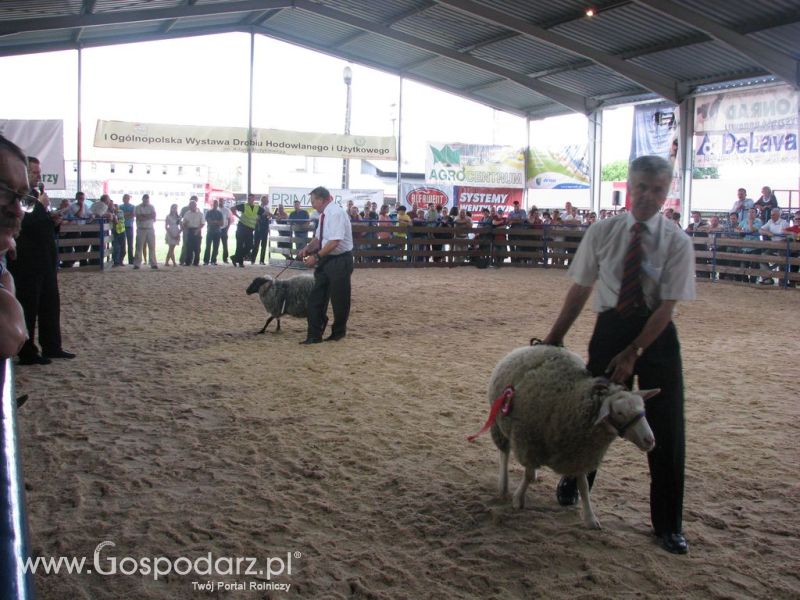 Owce- Szepietowo 2012 XIX Regionalna Wystawa Zwierząt Hodowlanych