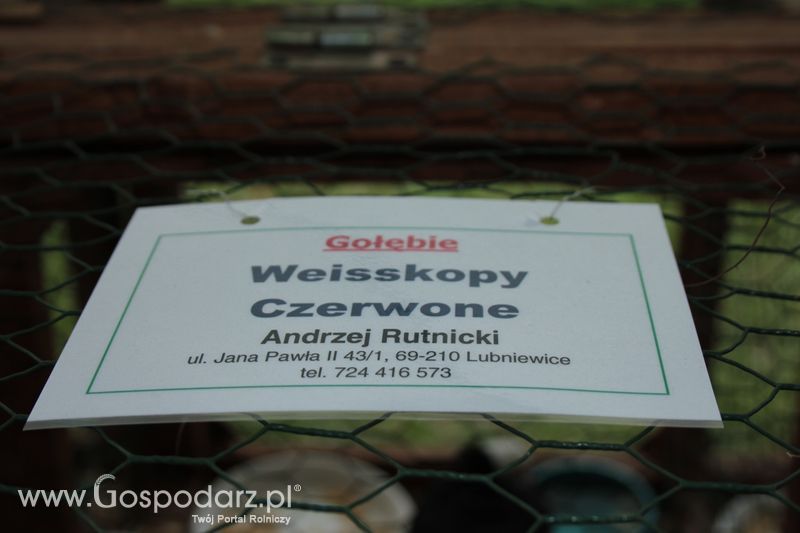 XX Targi Rolnicze Lubniewice - zwierzęta