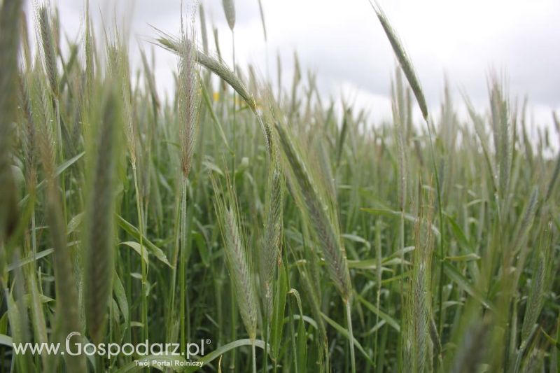 Polskie Zboża i Zielone Agro Show 2013