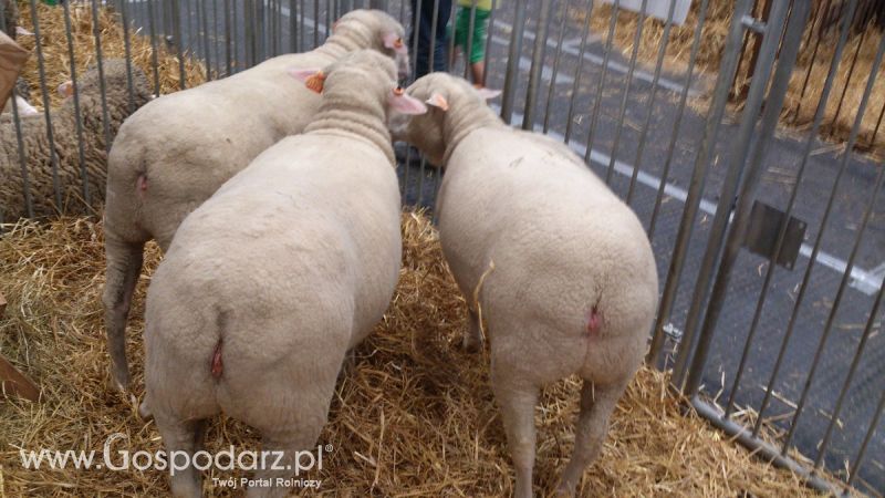 KWZH 2015. Bliskie spotkania ze zwierzętami hodowlanymi