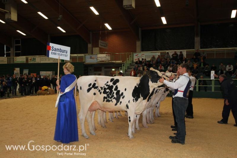 Wystawa  Blickpunkt Rind 2013 w miejscowości Paaren/Glien (Niemcy)