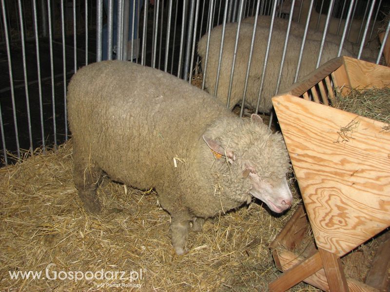 Owce i kozy na XXV Krajowej Wystawie Zwierząt Hodowlanych