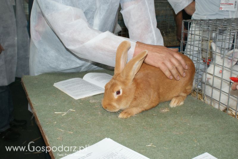 Króliki, nutrie, lisy, norki i inne futerkowe zwierzęta na XXV KWZH