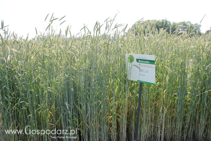 Zielone AGRO SHOW – POLSKIE ZBOŻA 2014 w Sielinku - niedziela
