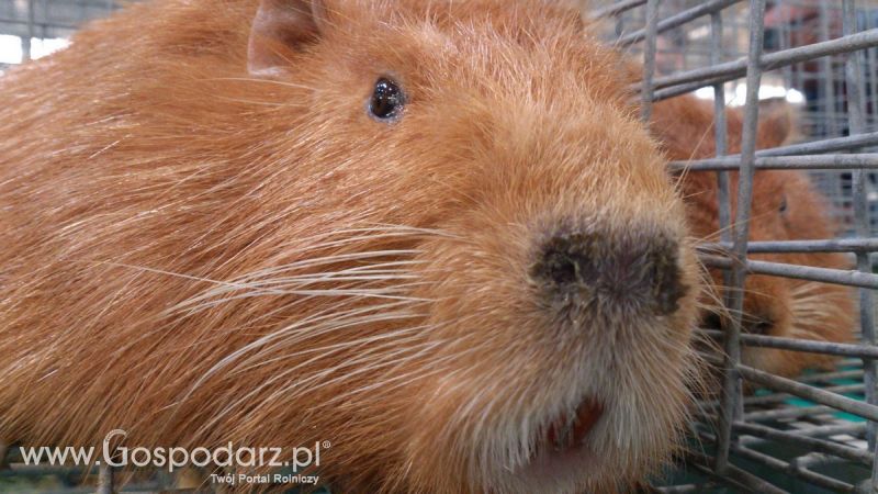 KWZH 2015. Bliskie spotkania ze zwierzętami hodowlanymi