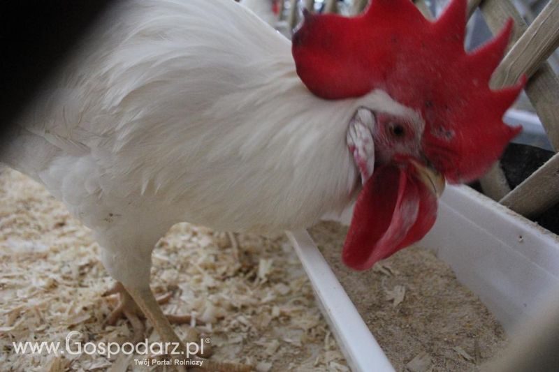 XXVI Krajowa Wystawa Zwierząt Hodowlanych - sobota i niedziela
