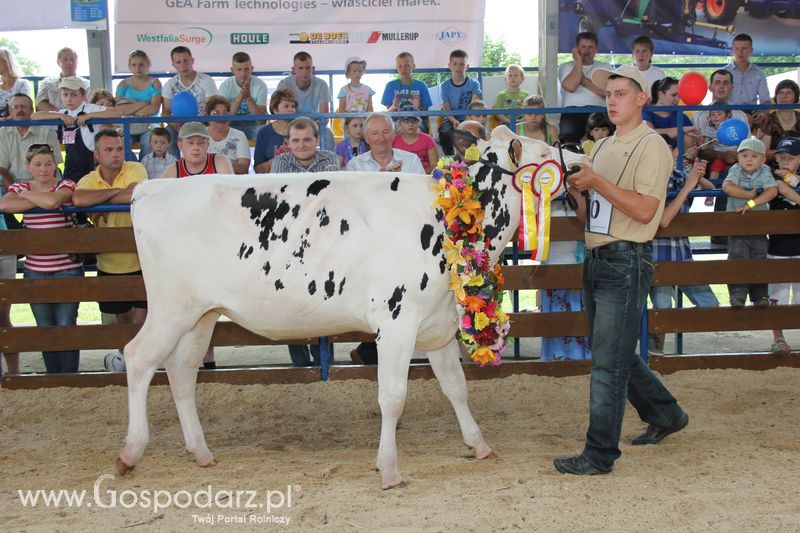 Bydło - Szepietowo 2012 XIX Regionalna Wystawa Zwierząt Hodowlanych