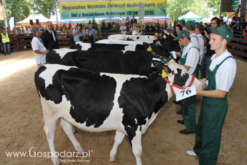 Bydło - Szepietowo 2012 XIX Regionalna Wystawa Zwierząt Hodowlanych