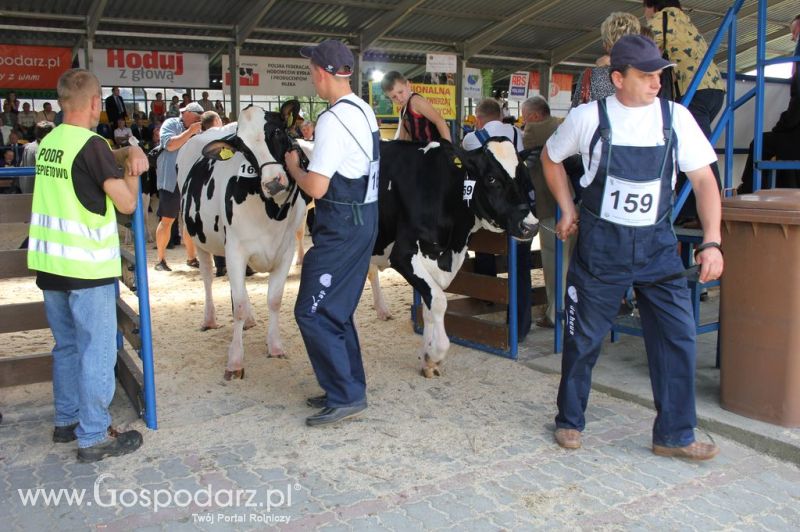 Bydło - Szepietowo 2012 XIX Regionalna Wystawa Zwierząt Hodowlanych