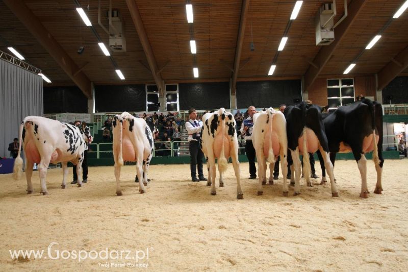 Wystawa  Blickpunkt Rind 2013 w miejscowości Paaren/Glien (Niemcy)