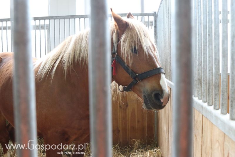 Krajowa Wystawa Zwierząt Hodowlanych w Poznaniu 2017 (sobota, 6 maja)