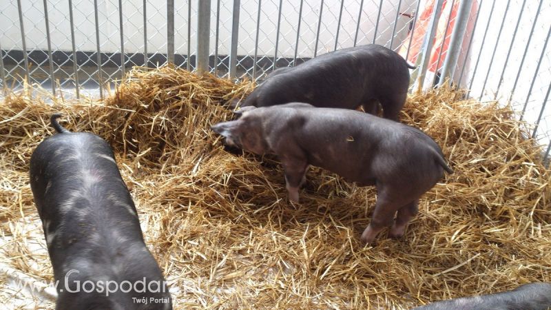 KWZH 2015. Bliskie spotkania ze zwierzętami hodowlanymi