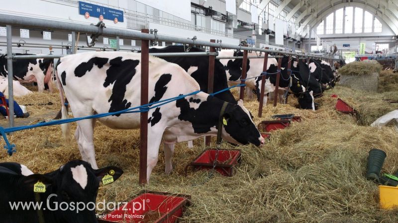 KWZH 2015. Bliskie spotkania ze zwierzętami hodowlanymi