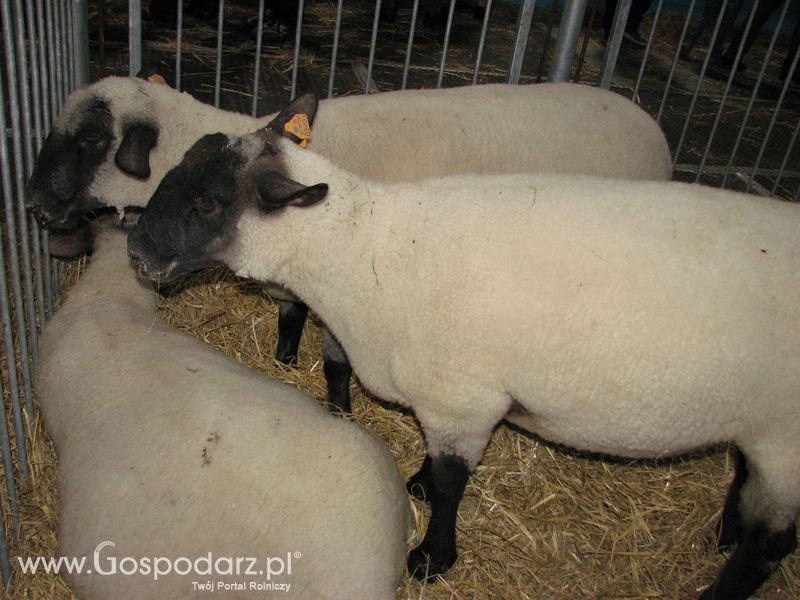 Owce i kozy na XXV Krajowej Wystawie Zwierząt Hodowlanych