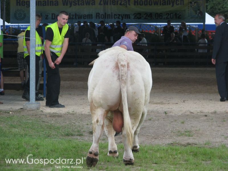 Bydło - Szepietowo 2012 XIX Regionalna Wystawa Zwierząt Hodowlanych