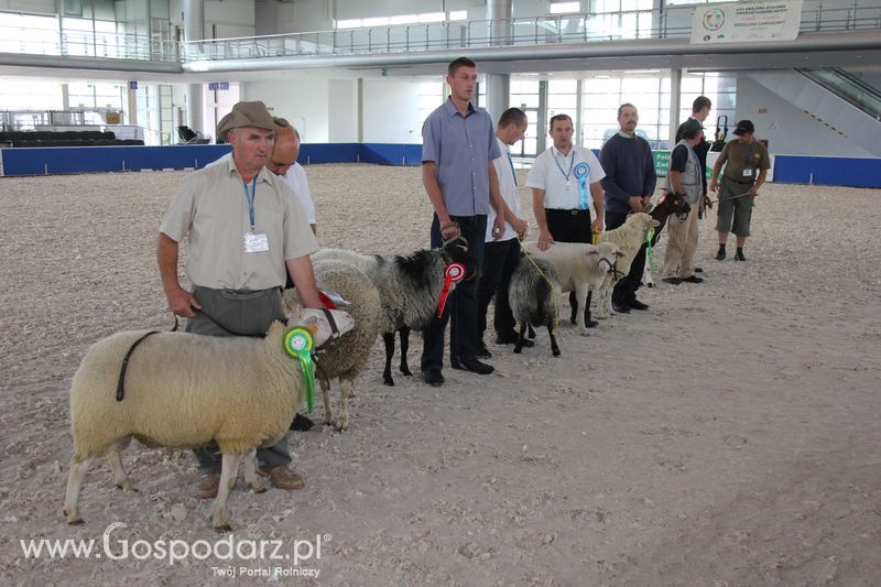 Wręczenie nagród czempionów w kategorii owce i kozy