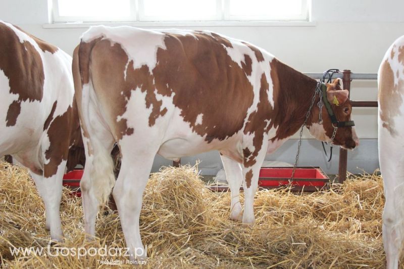 VII Ogólnopolska Wystawa Bydła Hodowlanego - Sielinko 2012