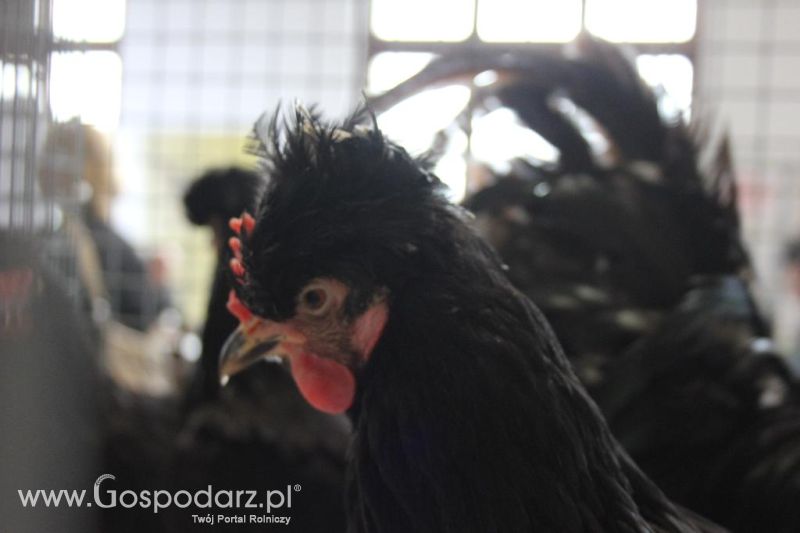 XXVI Krajowa Wystawa Zwierząt Hodowlanych - sobota i niedziela