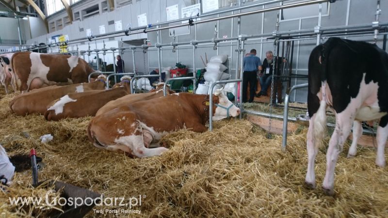 Narodowa Wystawa Zwierząt Hodowlanych 2019