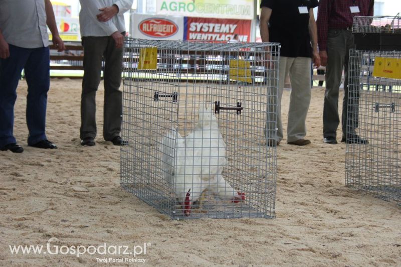 Drób - Szepietowo 2012 XIX Regionalna Wystawa Zwierząt Hodowlanych