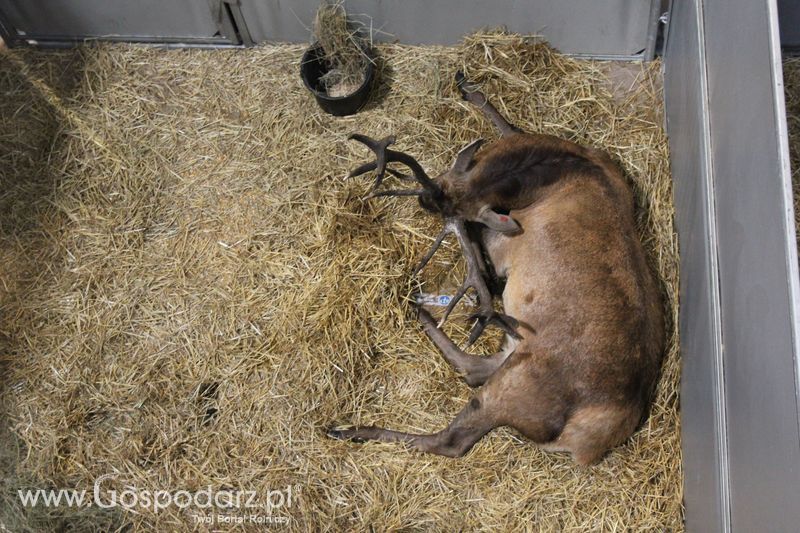 XXV Krajowa Wystawa Zwierząt Hodowlanych Niedziela