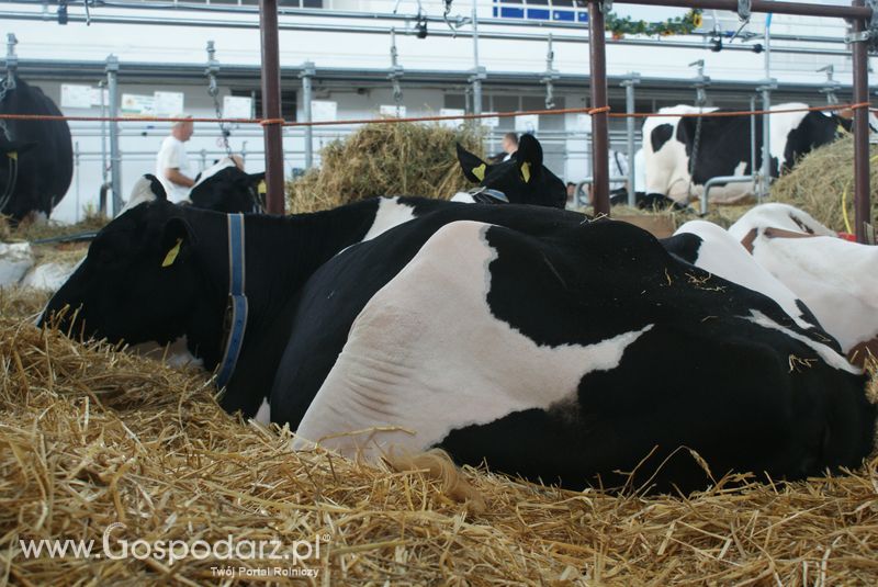 Bydło mleczne na XXV Krajowej Wystawie Zwierząt Hodowlanych