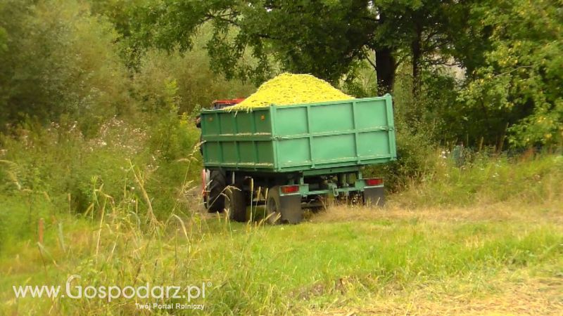 Kiszonka 2013