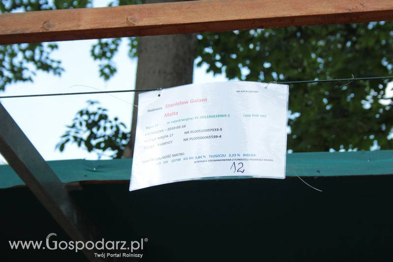 XX Targi Rolnicze Lubniewice - zwierzęta