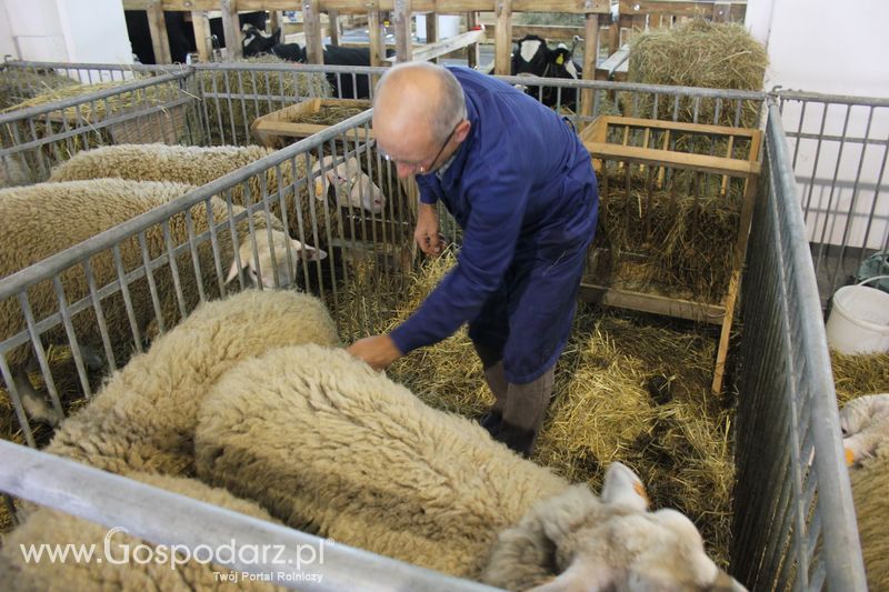 XXV Krajowa Wystawa Zwierząt Hodowlanych Niedziela