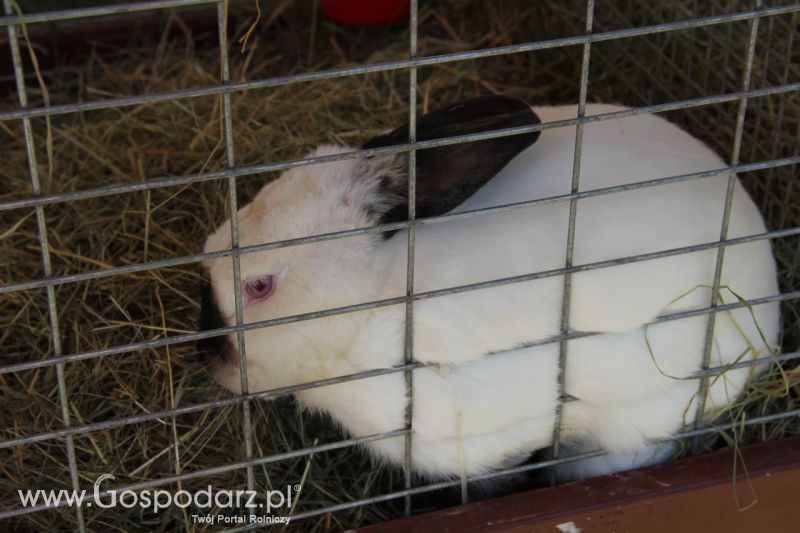 Zielone AGRO SHOW – POLSKIE ZBOŻA 2014 w Sielinku - niedziela