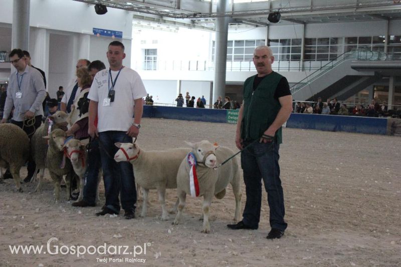 XXVI Krajowa Wystawa Zwierząt Hodowlanych - sobota i niedziela