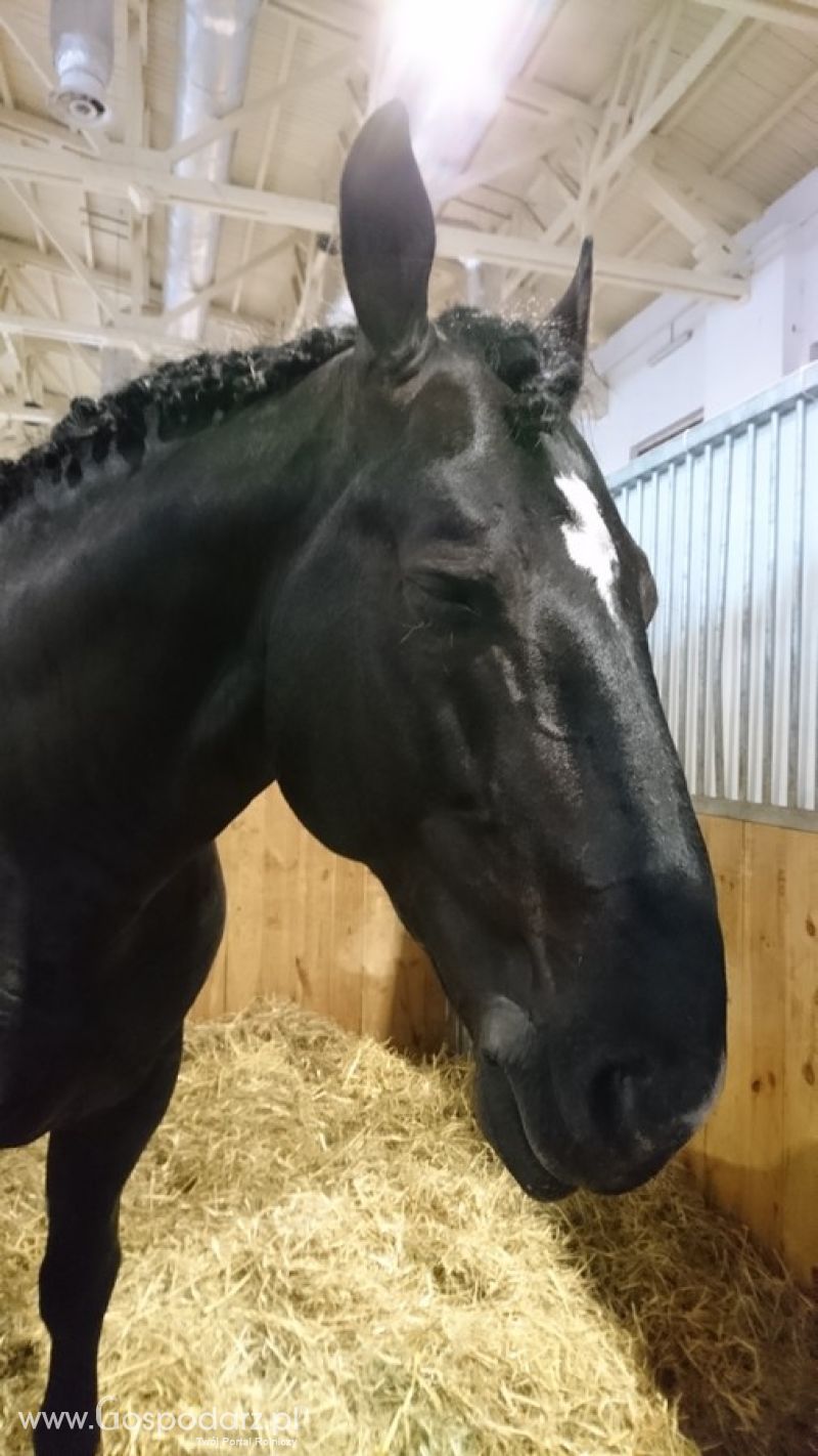 Narodowa Wystawa Zwierząt Hodowlanych 2019