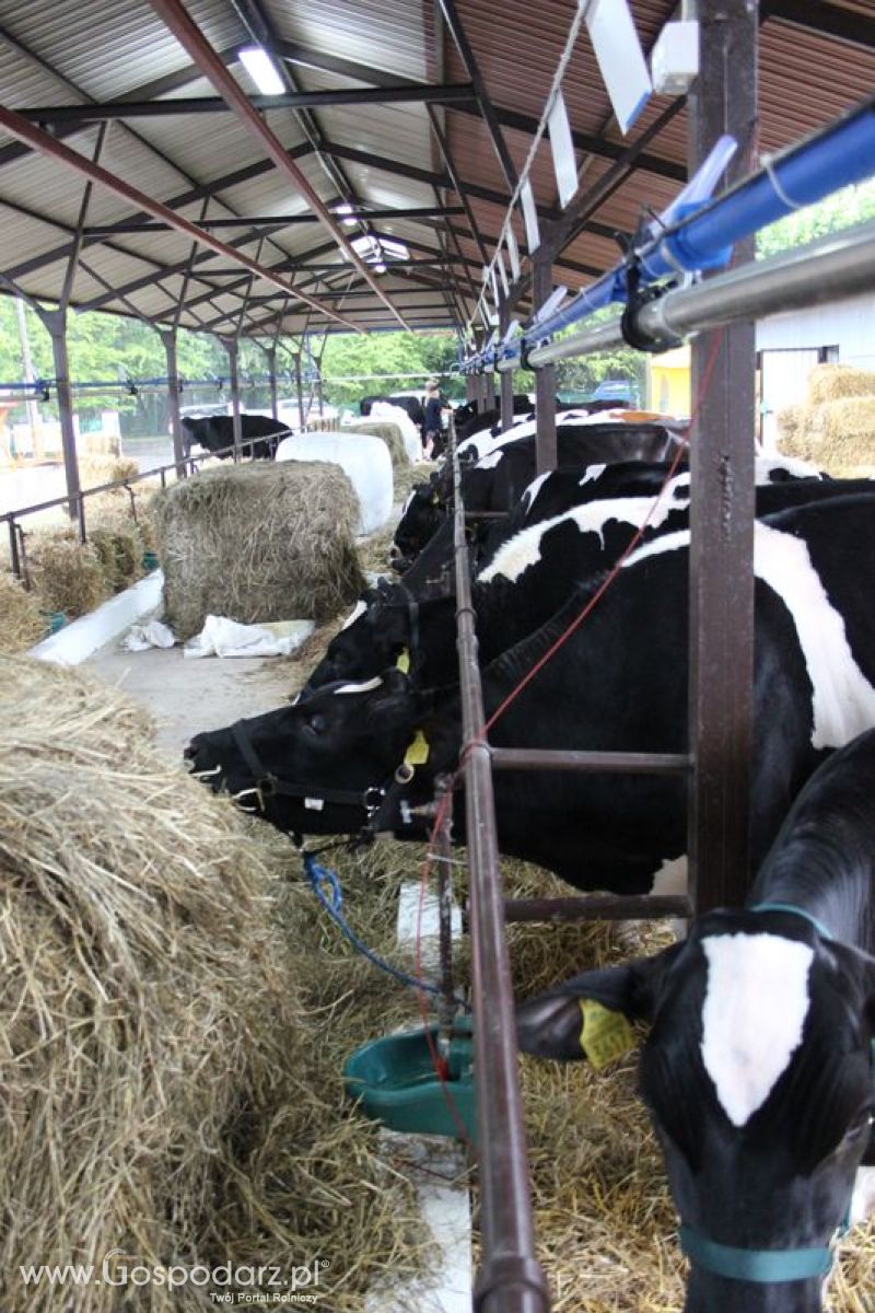 XVIII Regionalna Wystawa Zwierząt Hodowlanych w Szepietowie - przygotowania