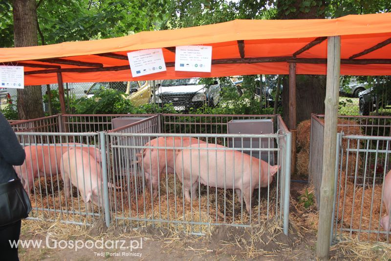 XX Targi Rolnicze Lubniewice - zwierzęta