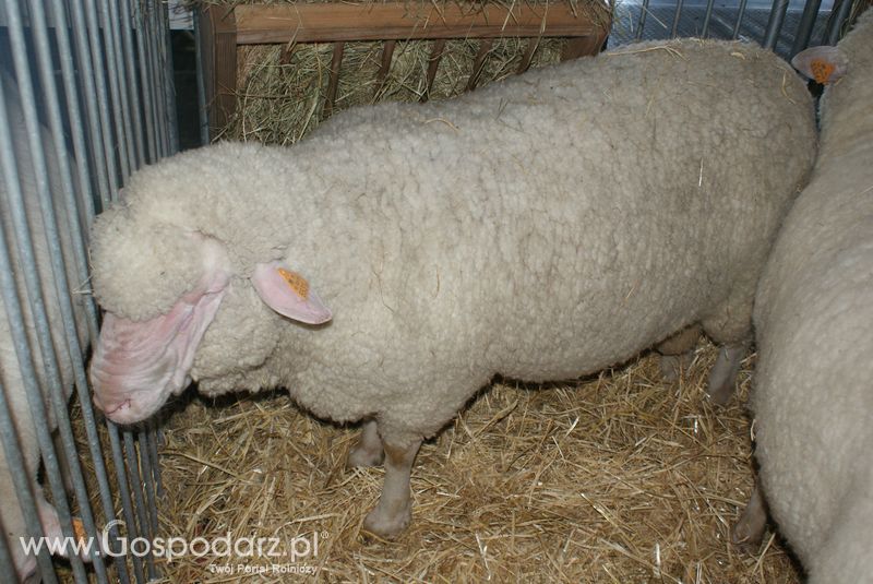 Owce i kozy na XXV Krajowej Wystawie Zwierząt Hodowlanych