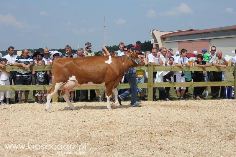 Superchampioni i championi Śląskiej Wystawy Bydła Mlecznego Opolagra 2011