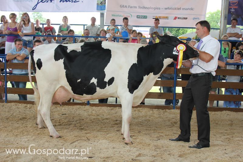 Bydło - Szepietowo 2012 XIX Regionalna Wystawa Zwierząt Hodowlanych