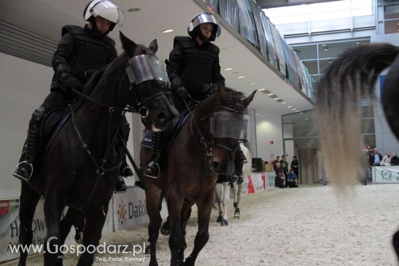CAVALIADA 2013 w Poznaniu