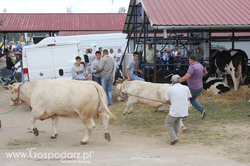 XVIII Regionalna Wystawa Zwierząt Hodowlanych w Szepietowie - niedziela