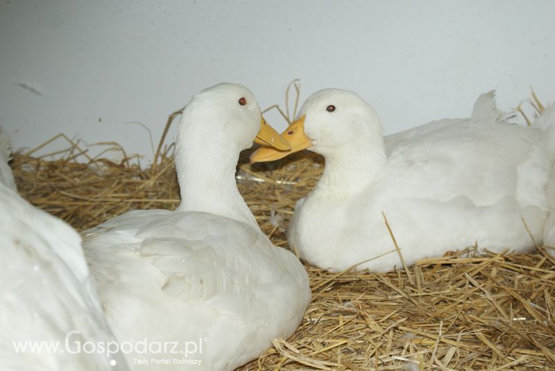 Gęsi, kury, kaczki, strusie na XXV Krajowej Wystawie Zwierząt Hodowlanych
