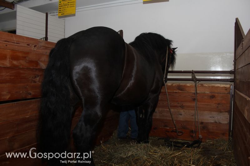 Wielkopolskie Targi Rolnicze „Sielinko 2011”  - Sobota