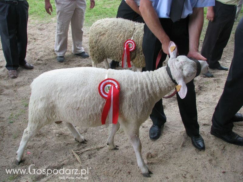 Owce- Szepietowo 2012 XIX Regionalna Wystawa Zwierząt Hodowlanych