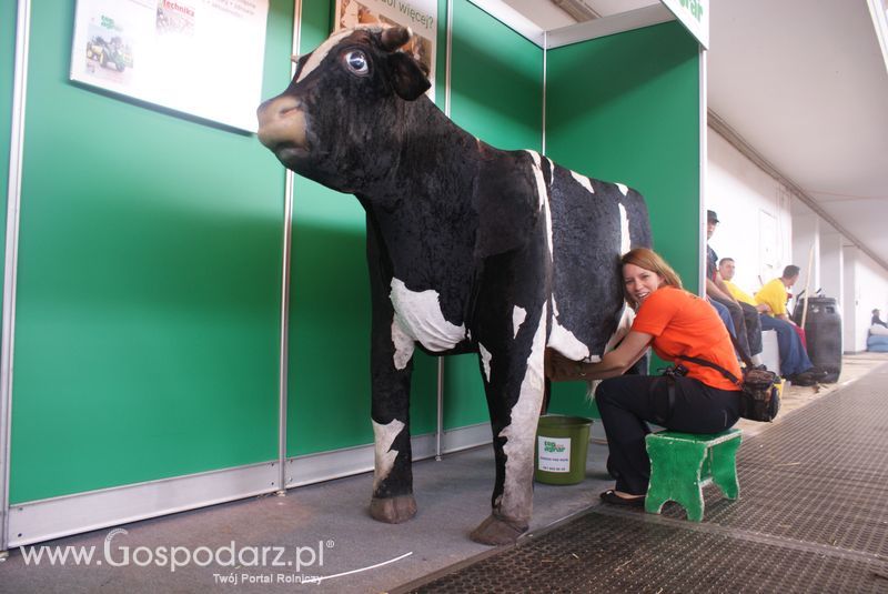 Bydło mleczne na XXV Krajowej Wystawie Zwierząt Hodowlanych