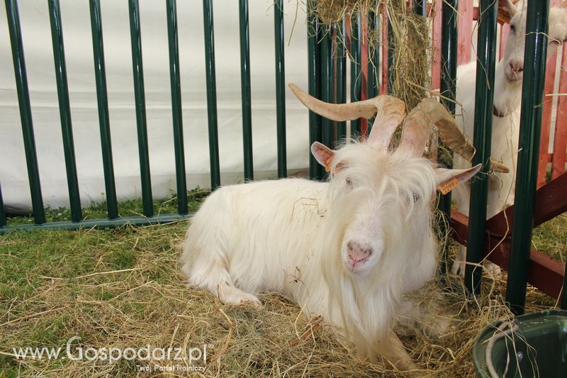 Konferencja Naukowo-Techniczna pt. Innowacyjność w produkcji zwierzęcej - oczekiwania czy konieczność dzień drugi