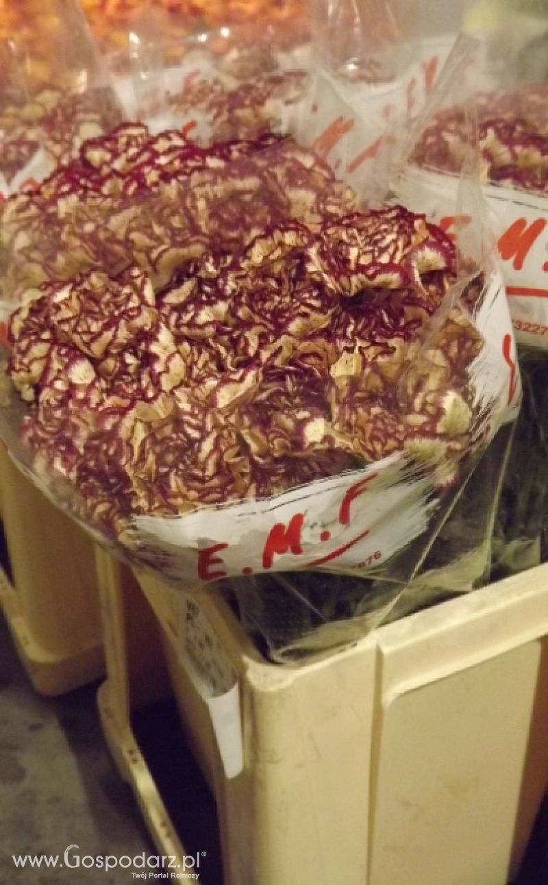Kwiaty polskich producentów  
