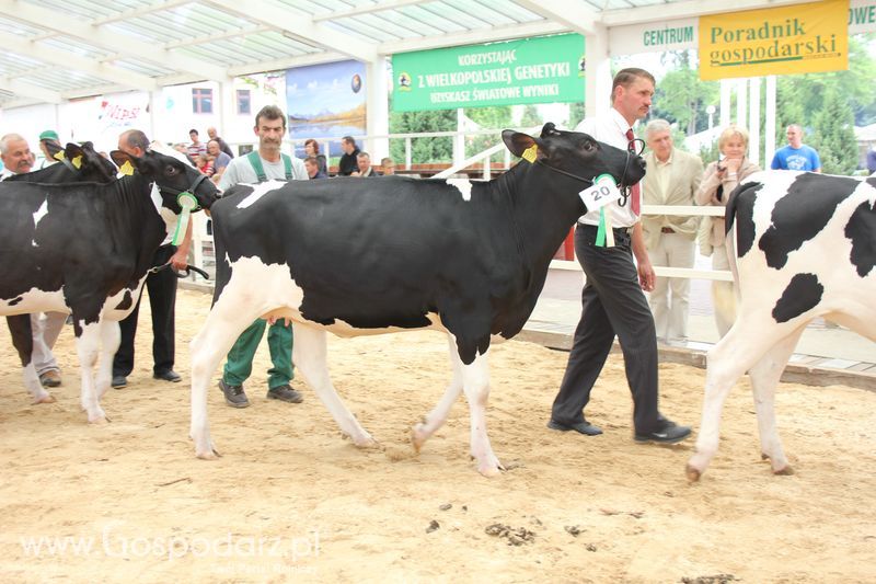 Wystawa bydła Sielinko 2011